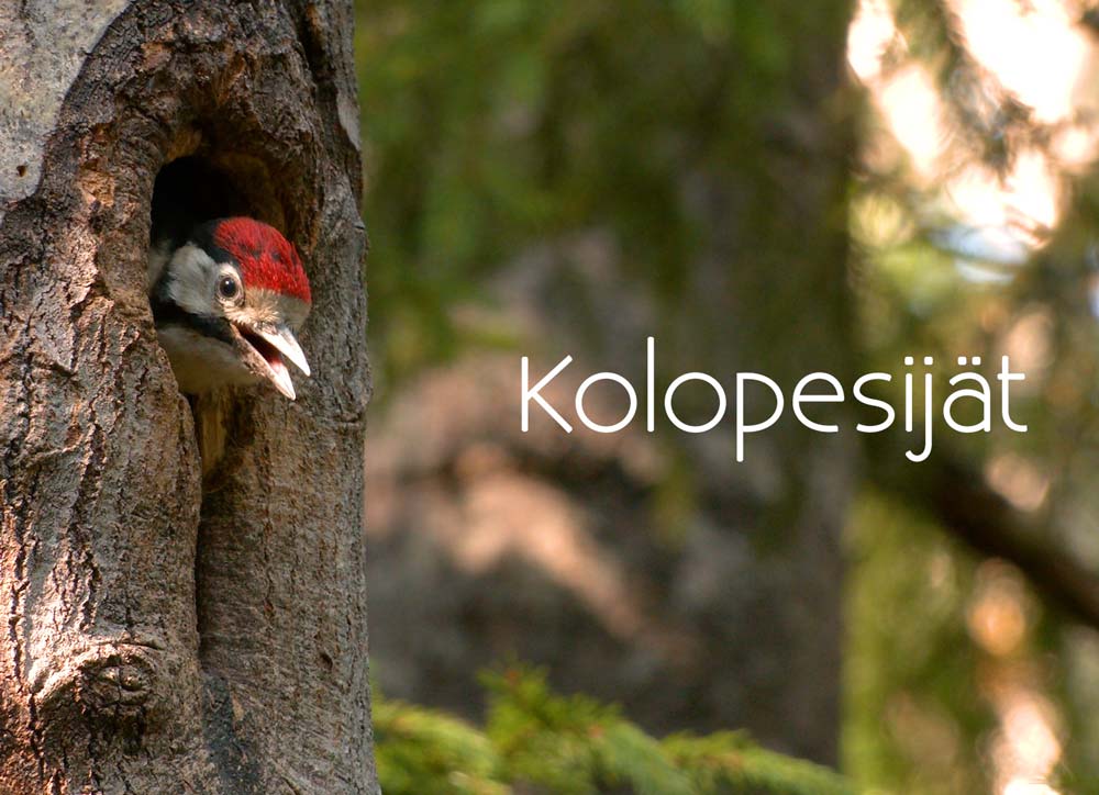kolopesijat_kansikuva2